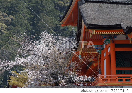 Kiyomizu Temple in spring Kiyomizu Temple in spring 79317345