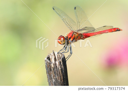 Natsuakane(男) Natsuakane(男) 79317374