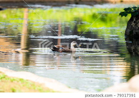 Swimming duck Yagiyama Zoological Park Swimming duck Yagiyama Zoological Park 79317391