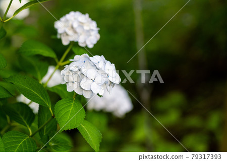 宮城縣柴田町船岡城跡船岡城跡公園盛開的白色繡球花 79317393
