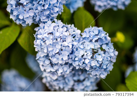 The light blue hydrangea of Funaoka Castle Ruins is in full bloom Miyagi Prefecture Shibata Town Funaoka Castle Ruins Park The light blue hydrangea of Funaoka Castle Ruins is in full bloom Miyagi Prefecture Shibata Town Funaoka Castle Ruins Park 79317394
