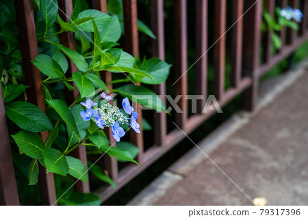 The blue hydrangea of Funaoka Castle Ruins is in full bloom Funaoka Castle Ruins Park, Shibata Town, Miyagi Prefecture The blue hydrangea of Funaoka Castle Ruins is in full bloom Funaoka Castle Ruins Park, Shibata Town, Miyagi Prefecture 79317396