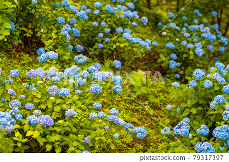 The blue hydrangea of Funaoka Castle Ruins is in full bloom Funaoka Castle Ruins Park, Shibata Town, Miyagi Prefecture The blue hydrangea of Funaoka Castle Ruins is in full bloom Funaoka Castle Ruins Park, Shibata Town, Miyagi Prefecture 79317397