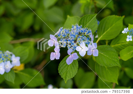 The blue hydrangea of Funaoka Castle Ruins is in full bloom Funaoka Castle Ruins Park, Shibata Town, Miyagi Prefecture The blue hydrangea of Funaoka Castle Ruins is in full bloom Funaoka Castle Ruins Park, Shibata Town, Miyagi Prefecture 79317398