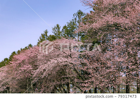 Sakura in Shinhidaka Town, Hokkaido 79317473