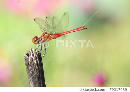 Natsuakane (male) 79317489