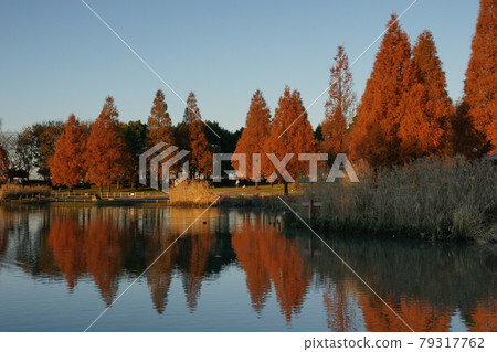 A row of autumn leaves of Metasequoia reflected in the pond in late autumn 79317762