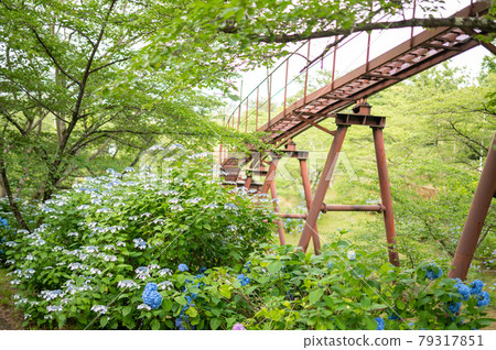 The blue hydrangea of Funaoka Castle Ruins is in full bloom Funaoka Castle Ruins Park, Shibata Town, Miyagi Prefecture 79317851