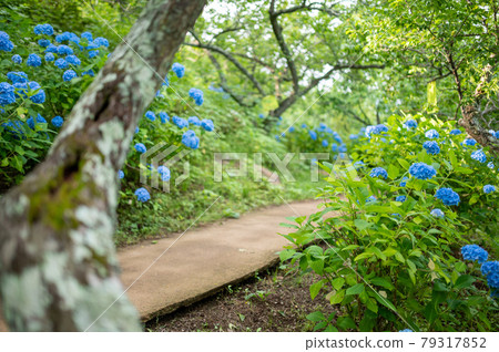 The blue hydrangea of Funaoka Castle Ruins is in full bloom Funaoka Castle Ruins Park, Shibata Town, Miyagi Prefecture The blue hydrangea of Funaoka Castle Ruins is in full bloom Funaoka Castle Ruins Park, Shibata Town, Miyagi Prefecture 79317852