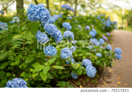 船岡城蹟的藍色繡球花盛開 宮城縣柴田町船岡城跡公園 船岡城蹟的藍色繡球花盛開 宮城縣柴田町船岡城跡公園 79317853