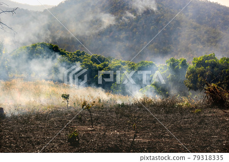 Agriculture cause deforestation and forest fire. 79318335