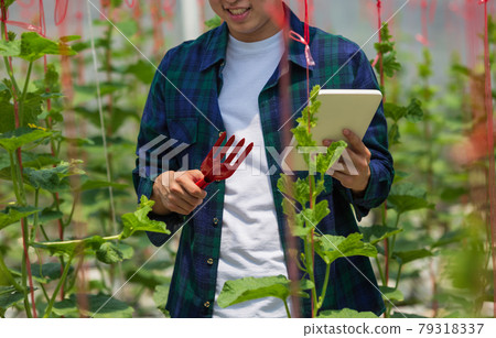 Smart farm, Farmer using tablet computer control agricultural system in green house brfore harvest. 79318337