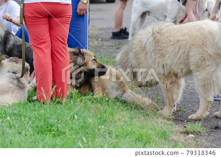 Lower section of people with their pets on the green grass. Meet Lower section of people with their pets on the green grass. Meet 79318346