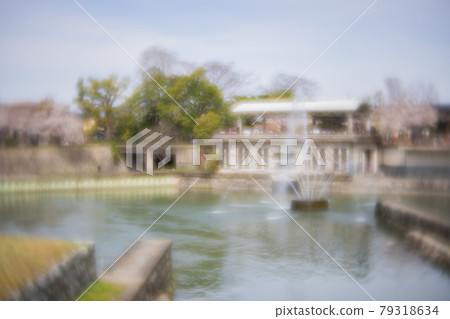 琵琶湖的櫻花盛開 79318634