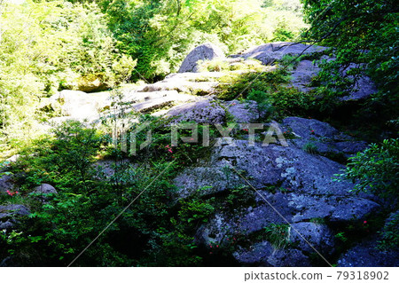 Rocky area near Yakushima Shiratani Unsuikyo Hiryu Bridge 79318902