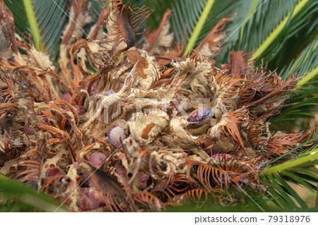 Cycad flowers on Okinoerabujima, Kagoshima Prefecture 79318976