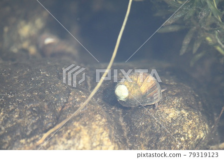 Underwater snail Underwater snail 79319123
