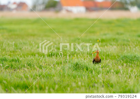 black tailed godwit 79319124