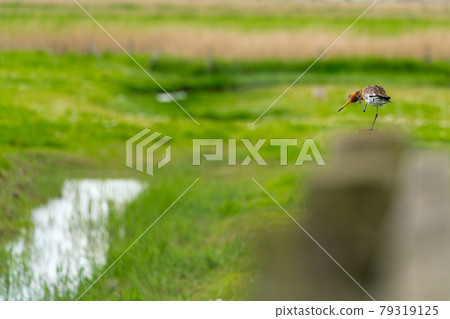 black tailed godwit 79319125