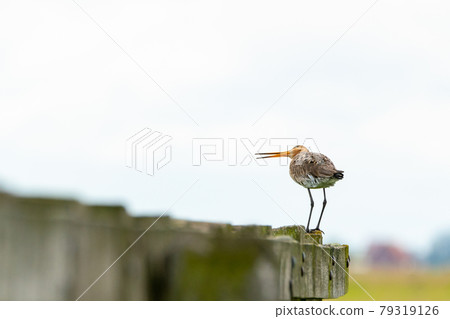 black tailed godwit black tailed godwit 79319126