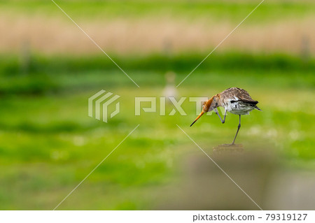 black tailed godwit 79319127