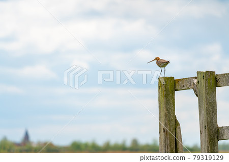 black tailed godwit 79319129