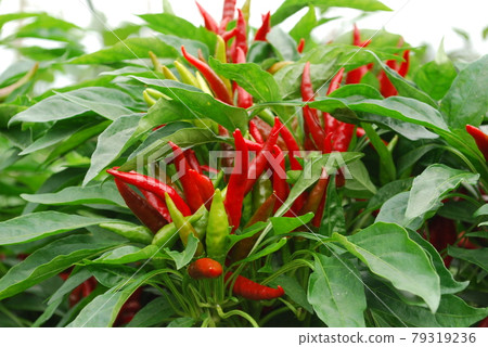 Thorny red chili Thorny red chili 79319236
