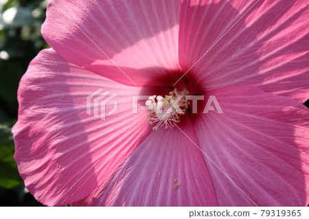 America Furong 79319365