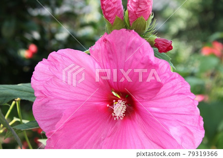 America Furong 79319366