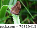 Hypolimnas bolina, Ryukyu purple butterfly 79319413