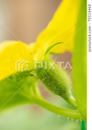 生長在花園裡的年輕瓜 79319468