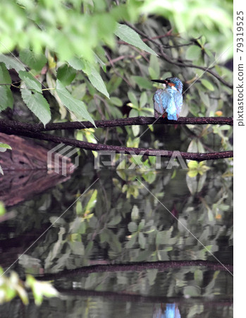 Background material Kingfisher 79319525