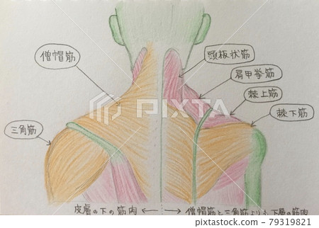 Anatomical chart of the shoulder muscles 79319821