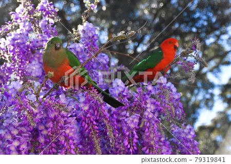 King Parrot Couple in Wisteria King Parrot Couple in Wisteria 79319841