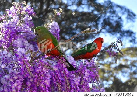 King Parrot Couple in Wisteria 79319842
