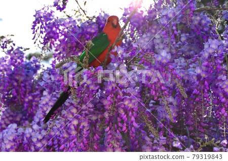 Male King Parrot In Wisteria Male King Parrot In Wisteria 79319843