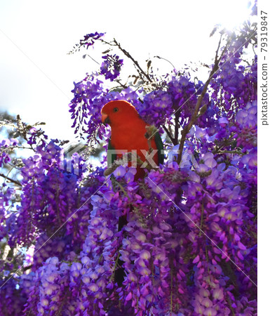 Male King Parrot In Wisteria Male King Parrot In Wisteria 79319847
