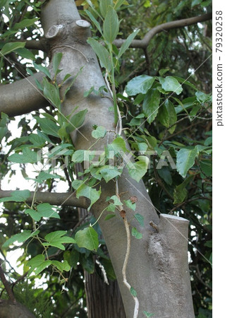 Tree trunk and vine plant Tree trunk and vine plant 79320258