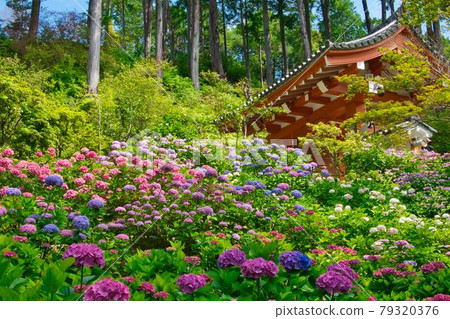Hydrangea at Mimuroto Temple Hydrangea at Mimuroto Temple 79320376