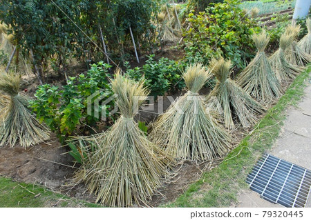 Rice straw fence Rice straw fence 79320445