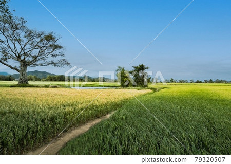 Rice field Rice field 79320507