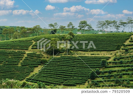 TEA HILL TEA HILL 79320509