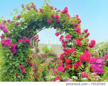 Pink rose arch 79320560