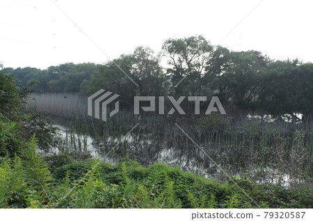 Scenery of Akangaura 79320587