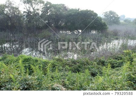 Scenery of Akangaura 79320588