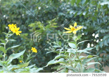 菊芋景觀 79320599