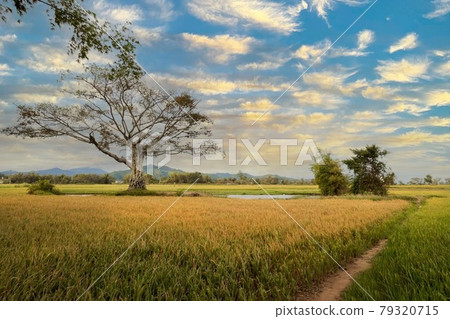Rice field  79320715