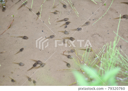 蝌蚪午休 蝌蚪午休 79320760