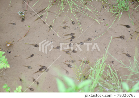 蝌蚪午休 79320763