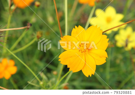 Yellow flower cosmos Yellow flower cosmos 79320881